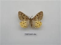 藏品(尺蛾124)的圖片